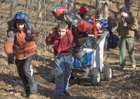 Sled Dogs 