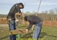 Pounding in large-tree stand